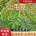 山毛豆种子林木种籽毛豆种子短萼灰叶种子四季庭院播护固土