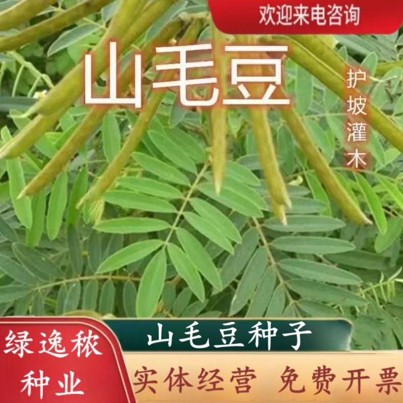 山毛豆种子林木种籽毛豆种子短萼灰叶种子四季庭院播护固土