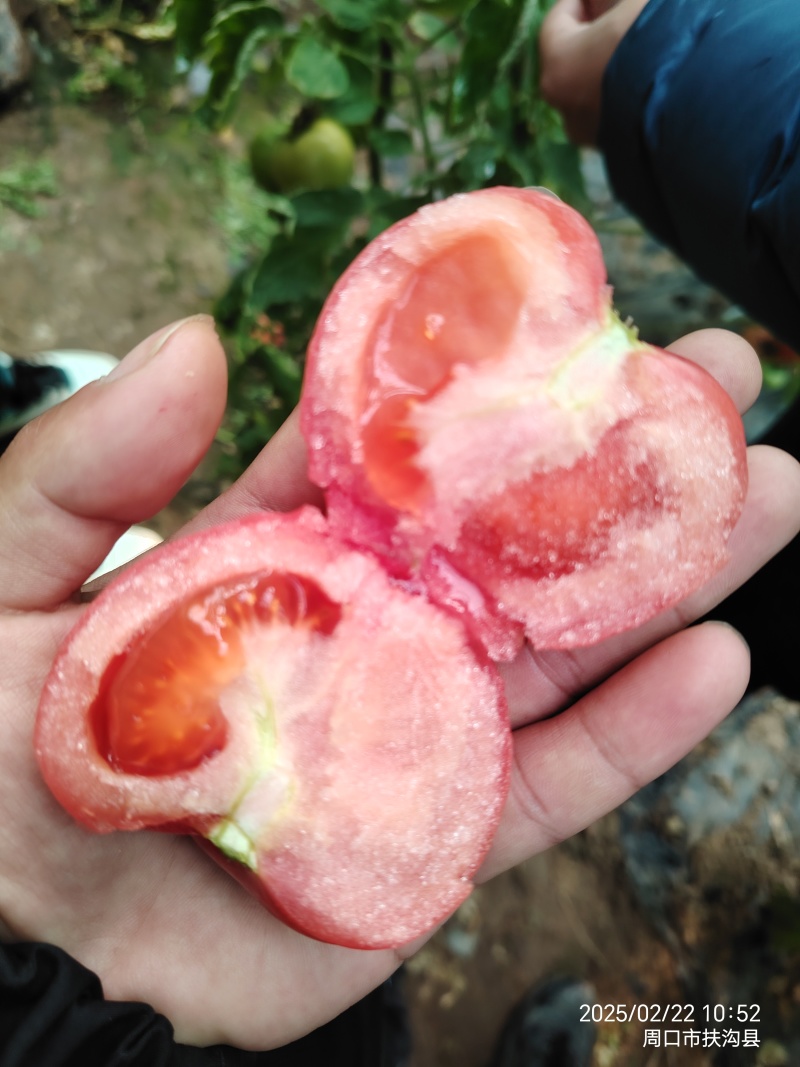 硬粉西红柿番茄支持各种规格分拣支持一件代发