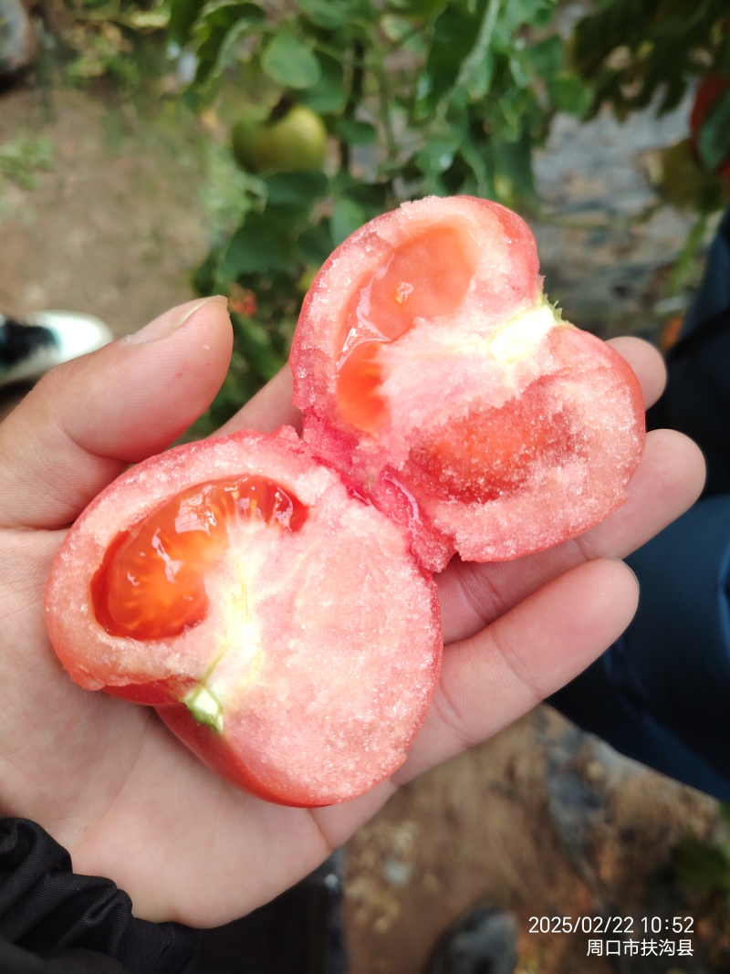 硬粉西红柿番茄支持各种规格分拣支持一件代发