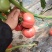 硬粉西红柿番茄支持各种规格分拣支持一件代发