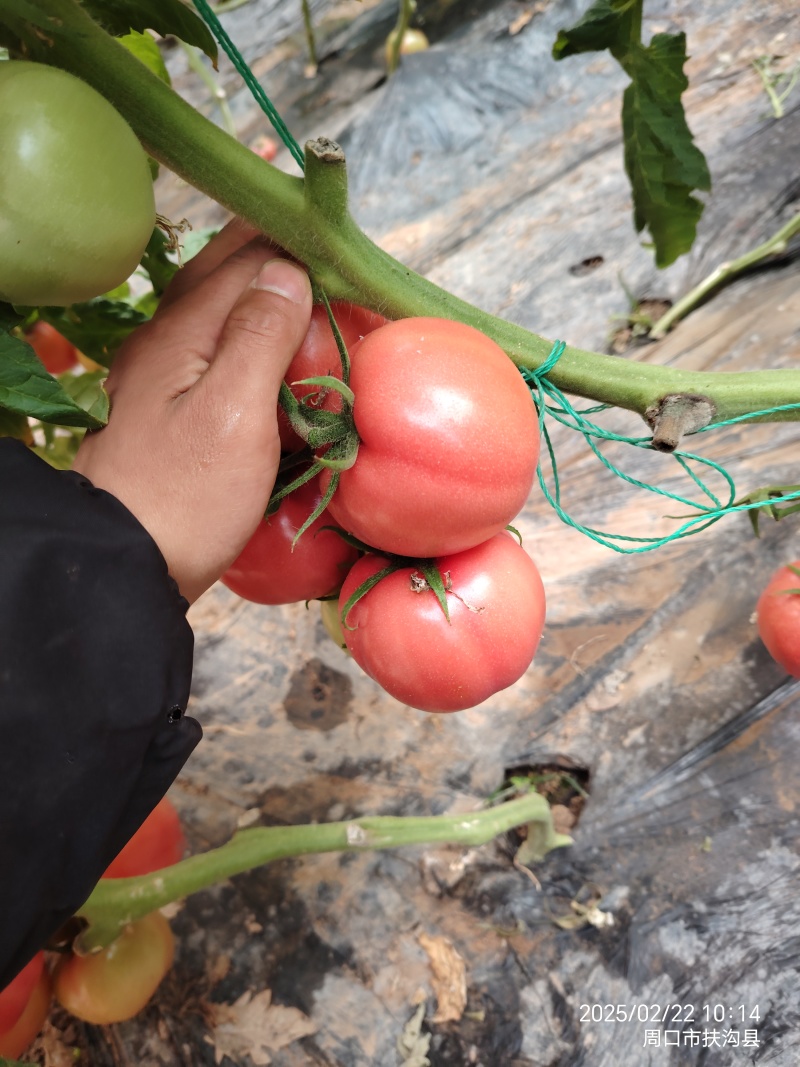 硬粉西红柿番茄支持各种规格分拣支持一件代发
