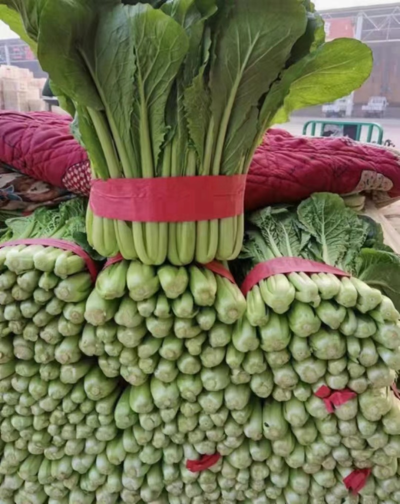 小白菜，细，中，粗，三种，适合各大市场，加工厂，