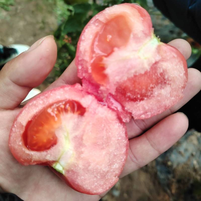 硬粉西红柿番茄支持各种规格分拣支持一件代发