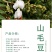 山毛豆种子林木种籽毛豆种子短萼灰叶种子四季庭院播护固土