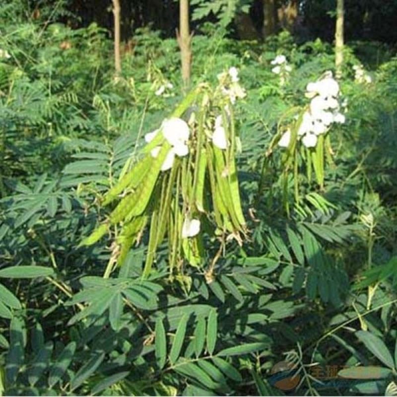 山毛豆种子林木种籽毛豆种子短萼灰叶种子四季庭院播护固土