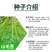 山毛豆种子林木种籽毛豆种子短萼灰叶种子四季庭院播护固土