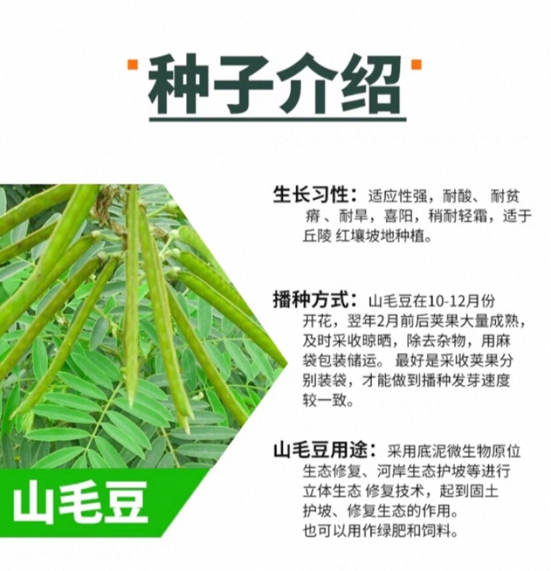 山毛豆种子林木种籽毛豆种子短萼灰叶种子四季庭院播护固土