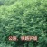 山毛豆种子林木种籽毛豆种子短萼灰叶种子四季庭院播护固土