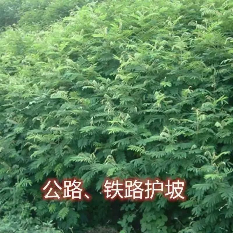 山毛豆种子林木种籽毛豆种子短萼灰叶种子四季庭院播护固土
