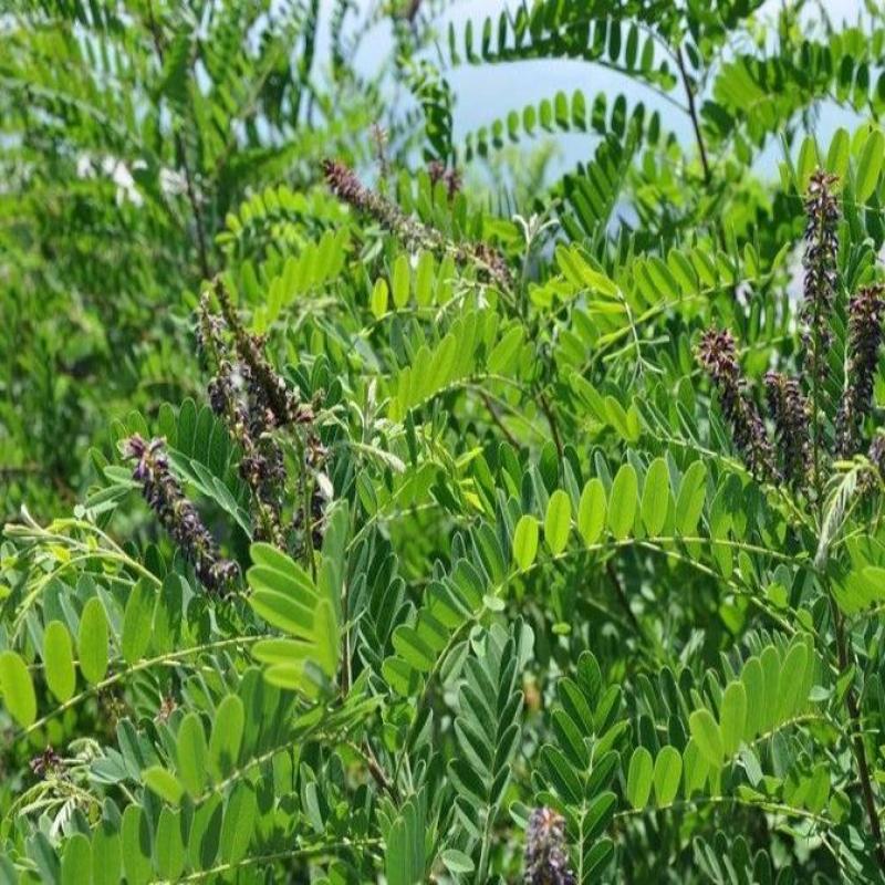 山毛豆种子林木种籽毛豆种子短萼灰叶种子四季庭院播护固土