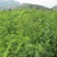 山毛豆种子林木种籽毛豆种子短萼灰叶种子四季庭院播护固土