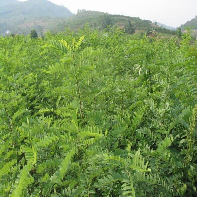 山毛豆种子林木种籽毛豆种子短萼灰叶种子四季庭院播护固土