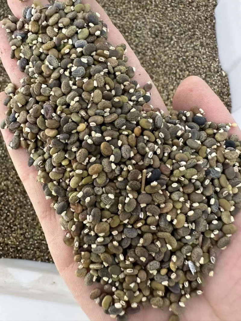 山毛豆种子林木种籽毛豆种子短萼灰叶种子四季庭院播护固土