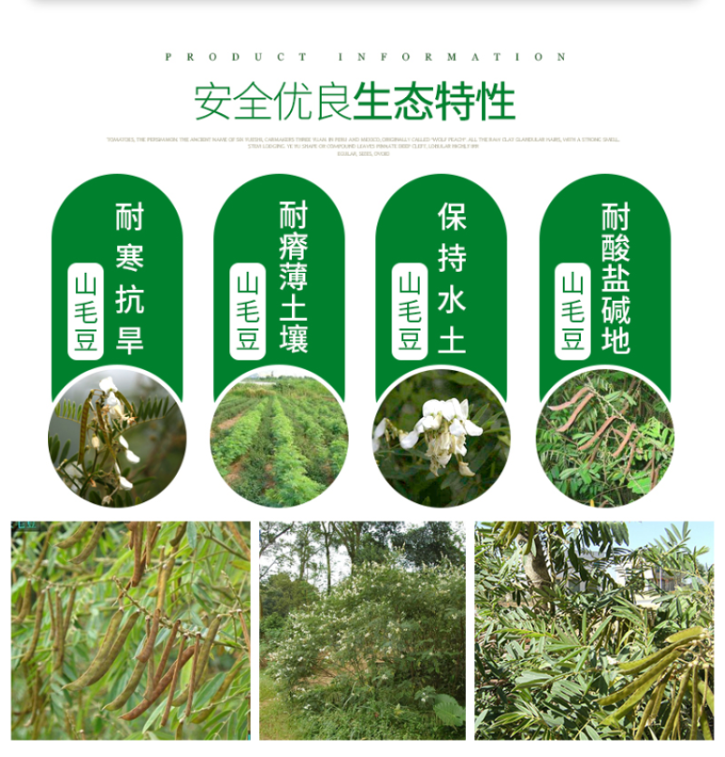 山毛豆种子林木种籽毛豆种子短萼灰叶种子四季庭院播护固土