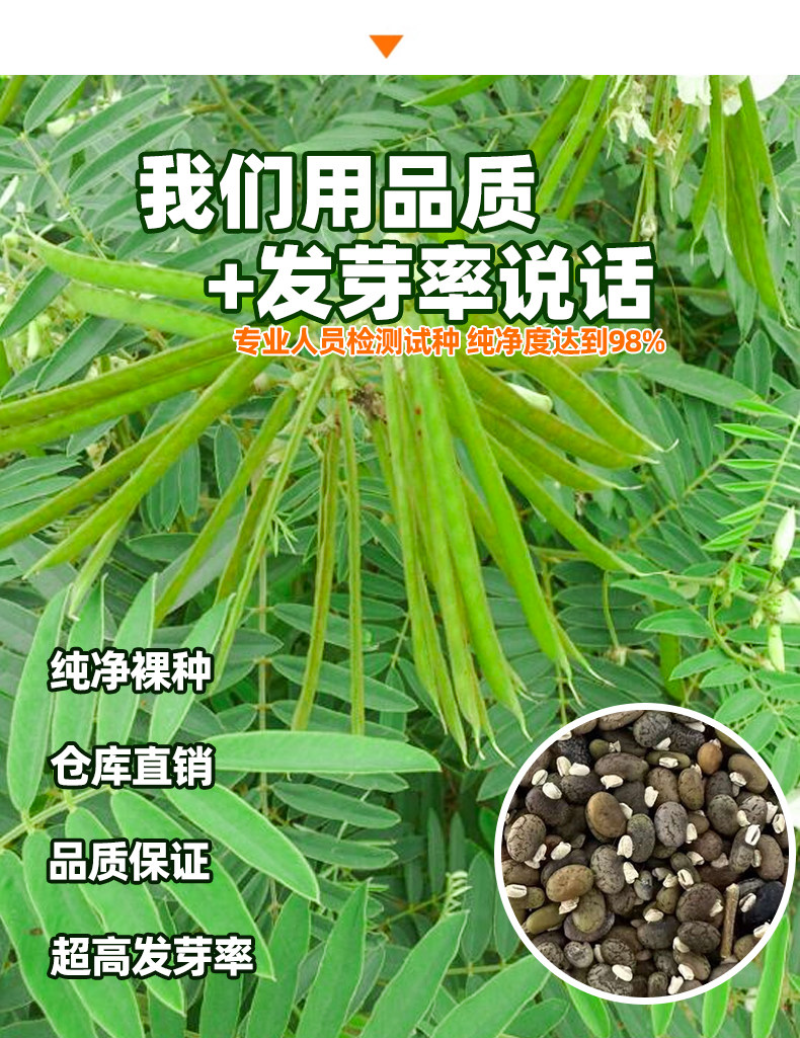 山毛豆种子林木种籽毛豆种子短萼灰叶种子四季庭院播护固土