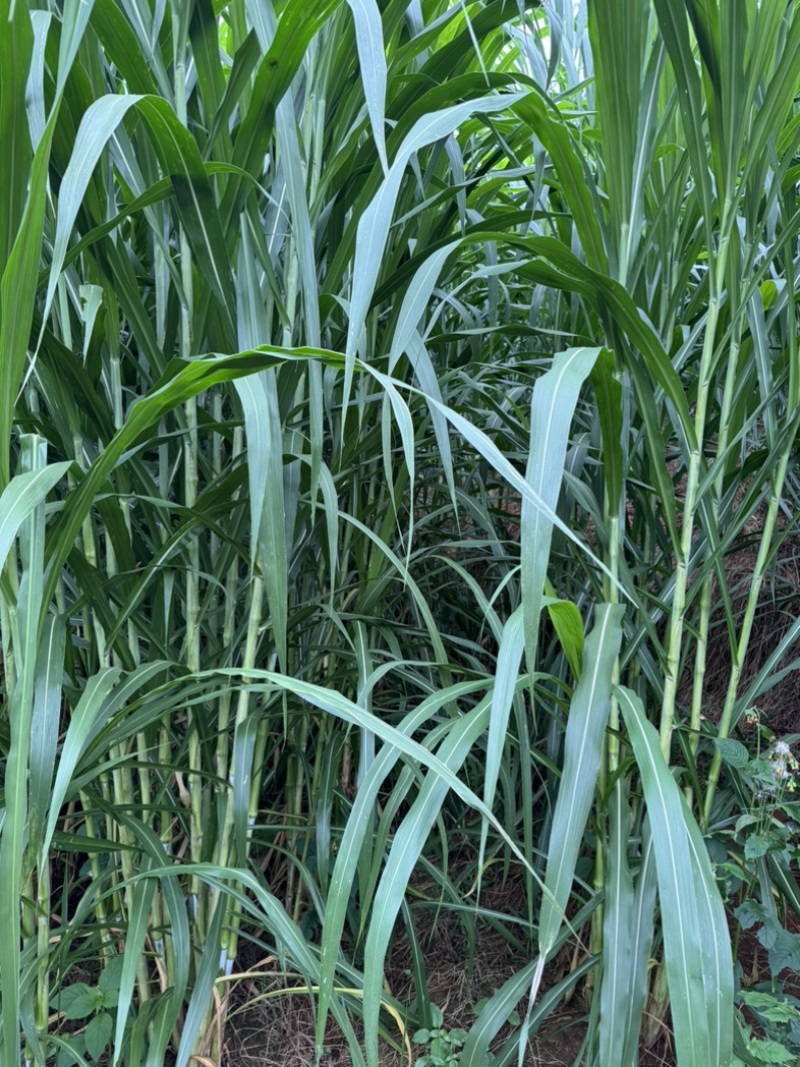 巨菌草