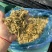 巨菌草