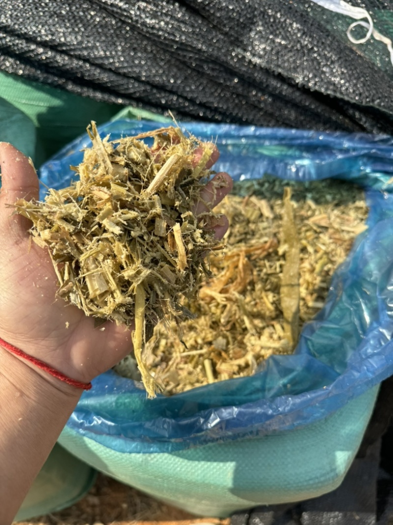 巨菌草