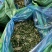 巨菌草