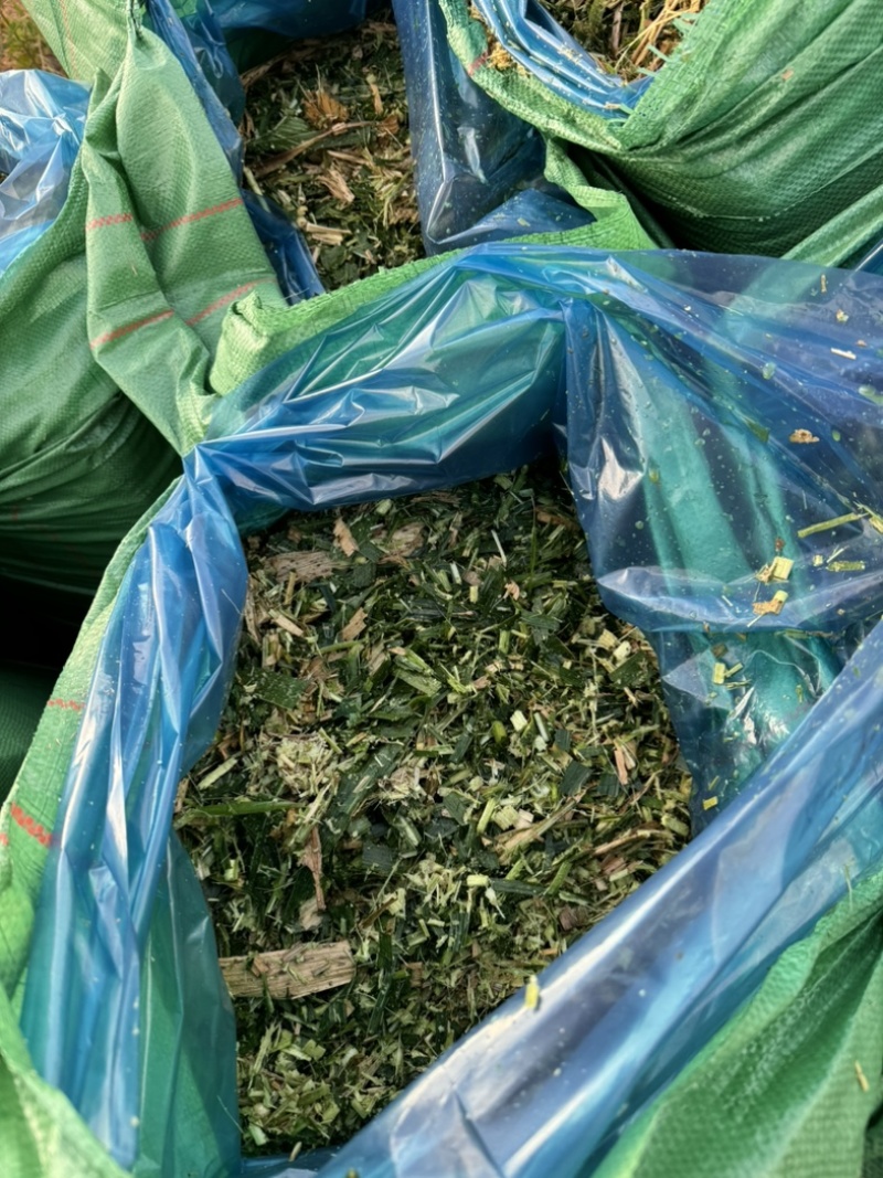 巨菌草
