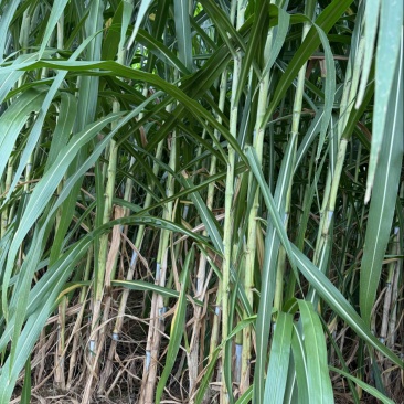 巨菌草