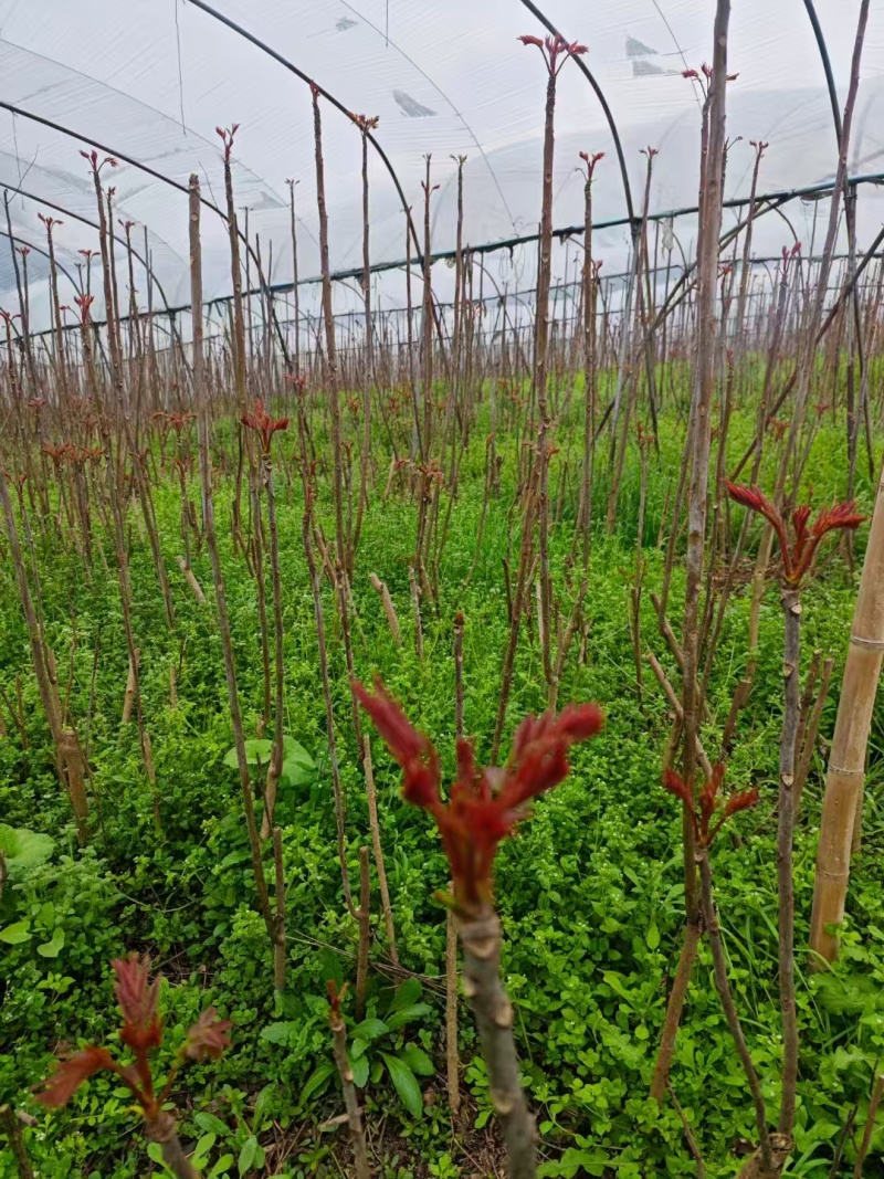 大棚头茬红油香椿上市中，欢迎各位老板来撩。