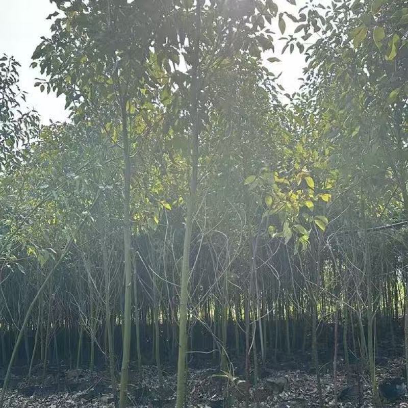 香樟绿化苗木樟树苗香樟苗园林绿化苗产地直发