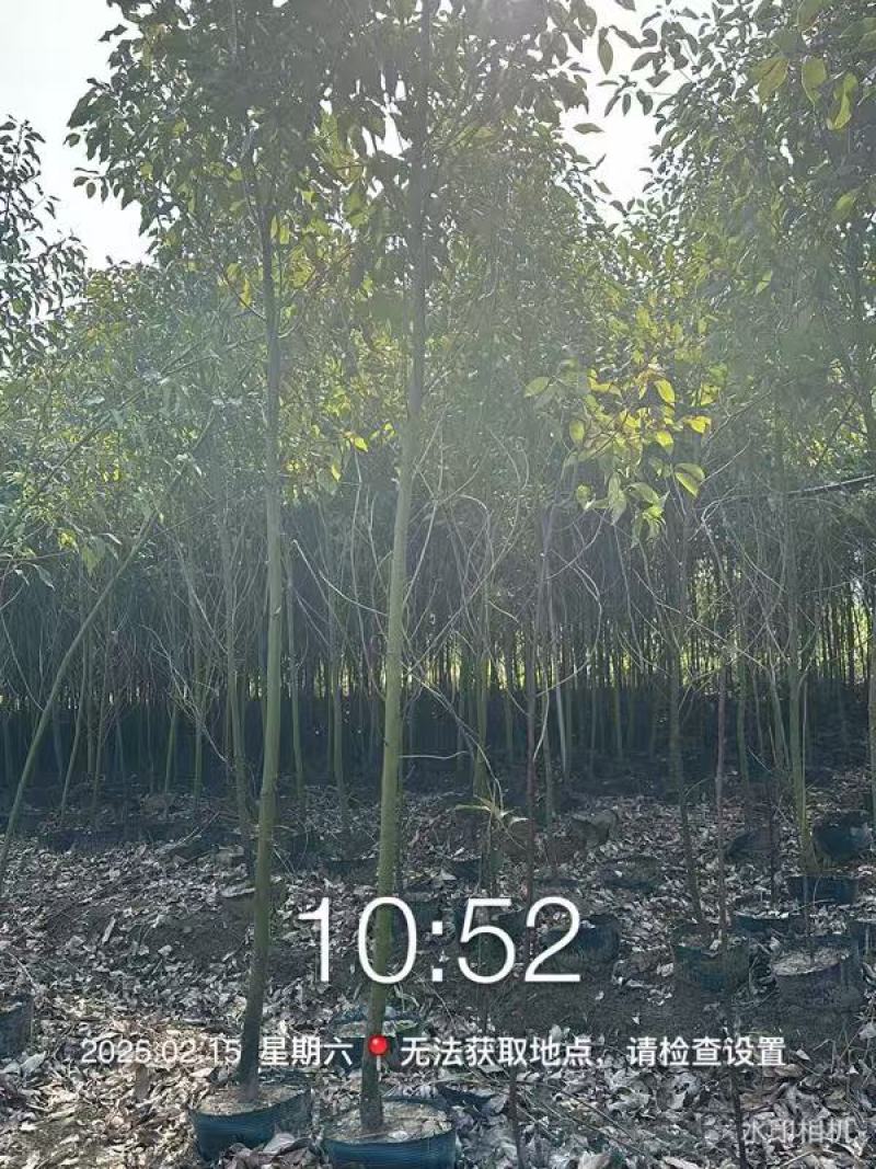 香樟绿化苗木樟树苗香樟苗园林绿化苗产地直发
