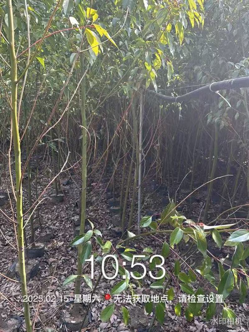 香樟绿化苗木樟树苗香樟苗园林绿化苗产地直发