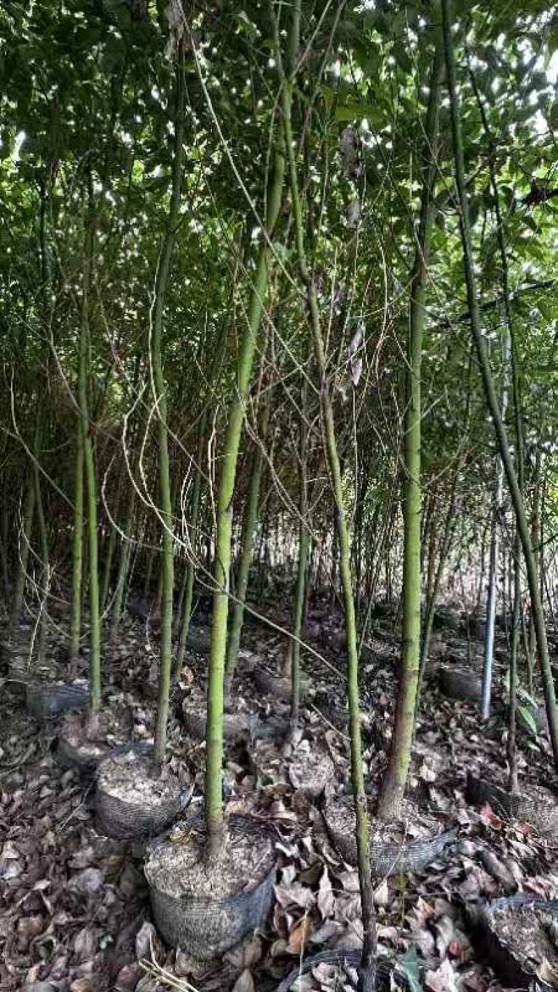 香樟绿化苗木樟树苗香樟苗园林绿化苗产地直发