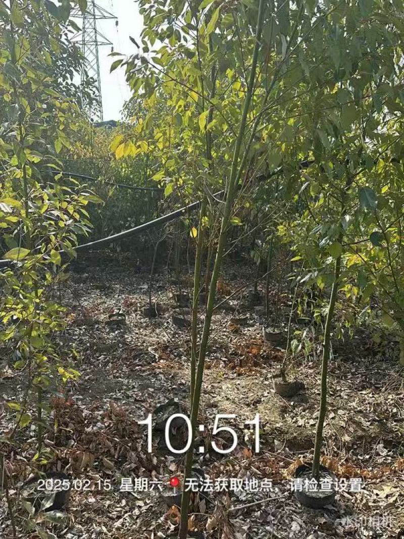 香樟绿化苗木樟树苗香樟苗园林绿化苗产地直发