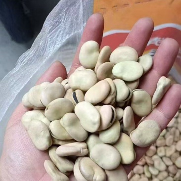 蚕豆，精选干蚕豆！水煮，油炸食用蚕豆！郑州发货可发全国！
