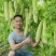 苦瓜种子帅丰大刺瘤绿白杂交苦瓜太空育种早熟高产