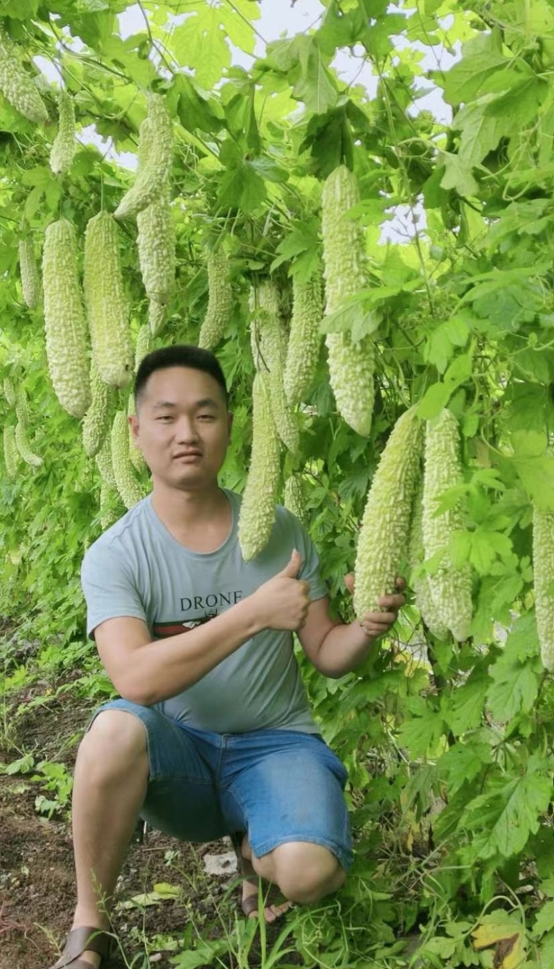 苦瓜种子帅丰大刺瘤绿白杂交苦瓜太空育种早熟高产
