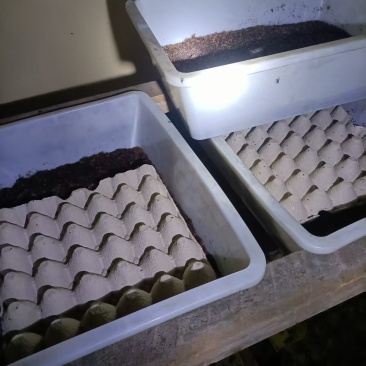 精品活蟋蟀基地直发品质保证量大从优一手货源欢迎联系