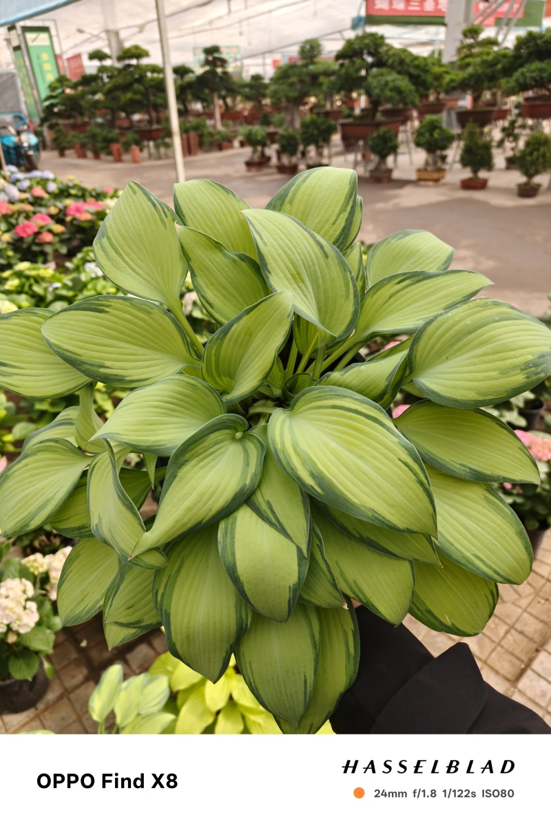 玉簪，百合科，多年生宿根植物属耐阴植物