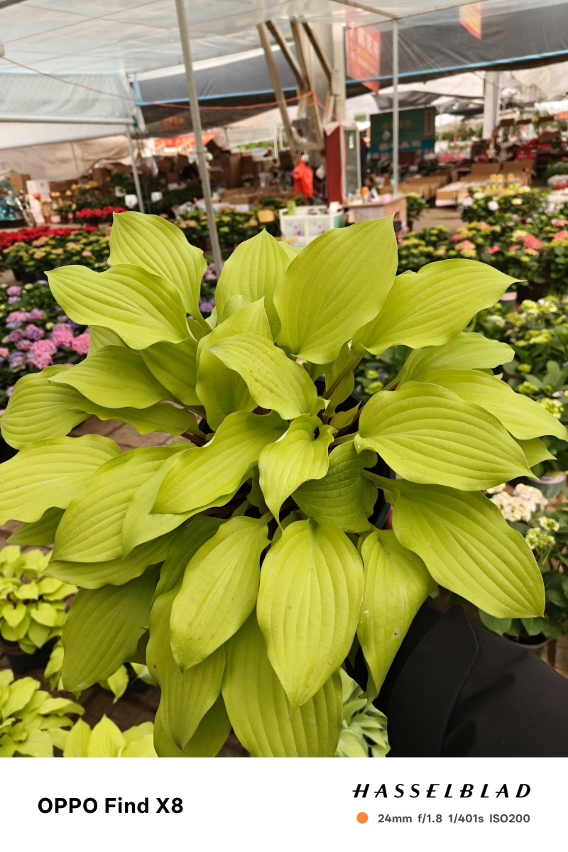 玉簪，百合科，多年生宿根植物属耐阴植物