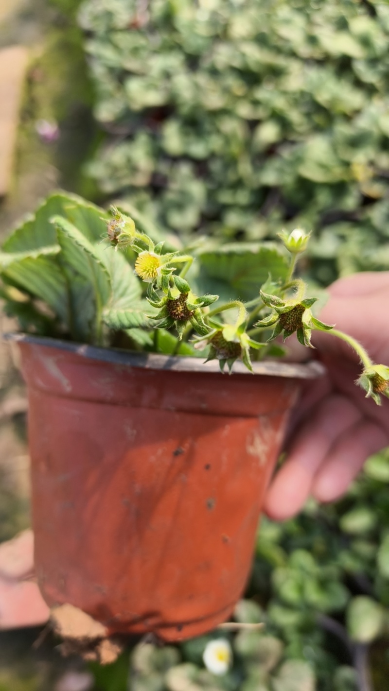 草莓奶莓盆苗品种草莓基地量大质优