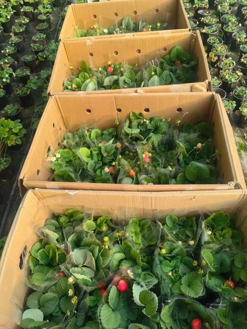 草莓奶莓盆苗品种草莓基地量大质优