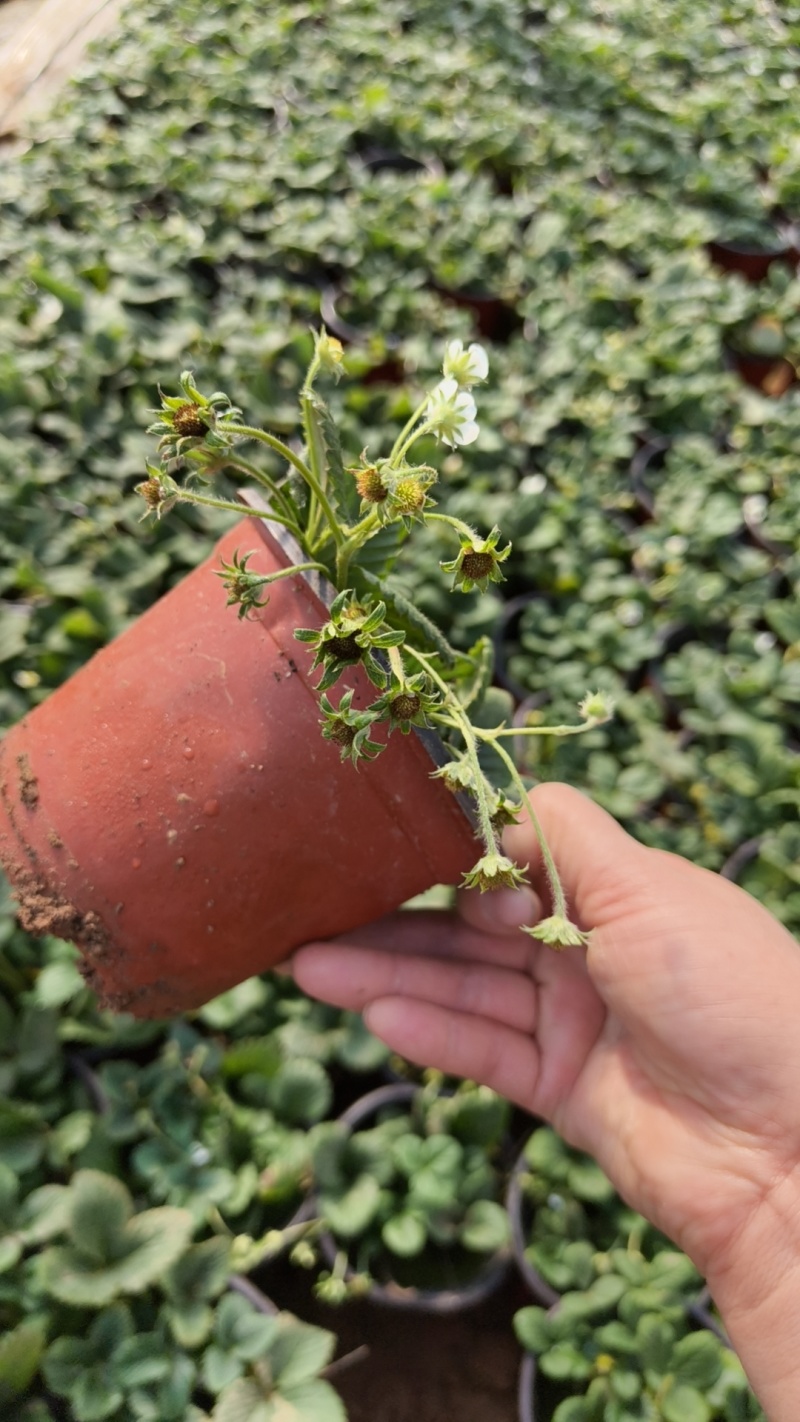 草莓奶莓盆苗品种草莓基地量大质优
