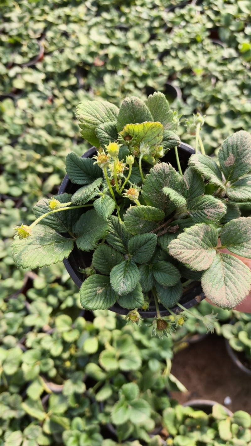 草莓奶莓盆苗品种草莓基地量大质优
