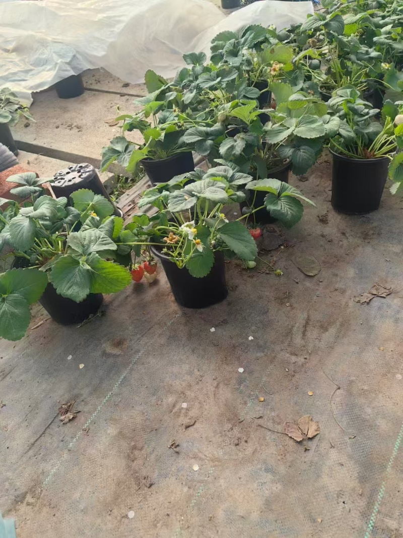 草莓奶莓盆苗品种草莓基地量大质优