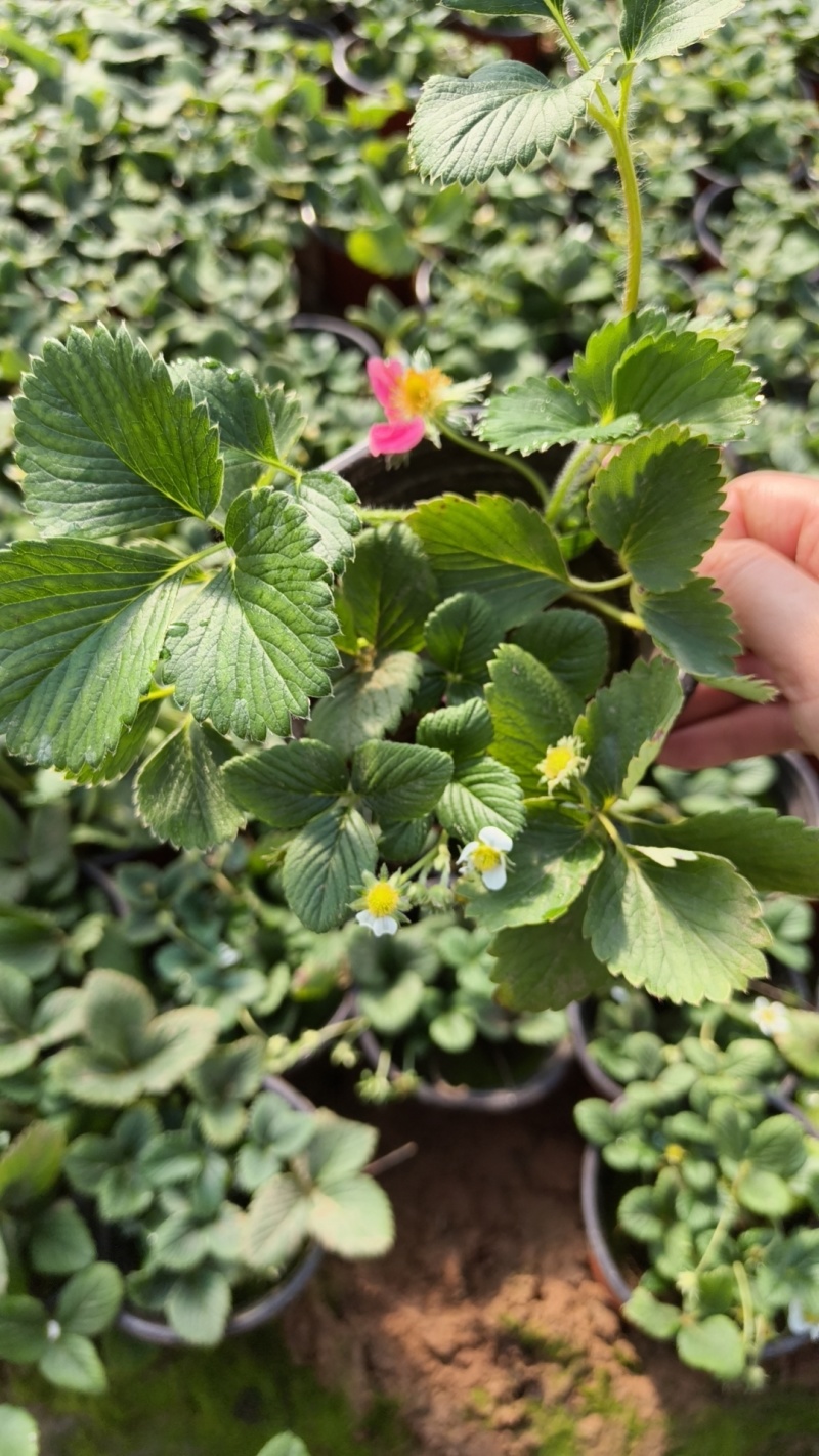 草莓奶莓盆苗品种草莓基地量大质优