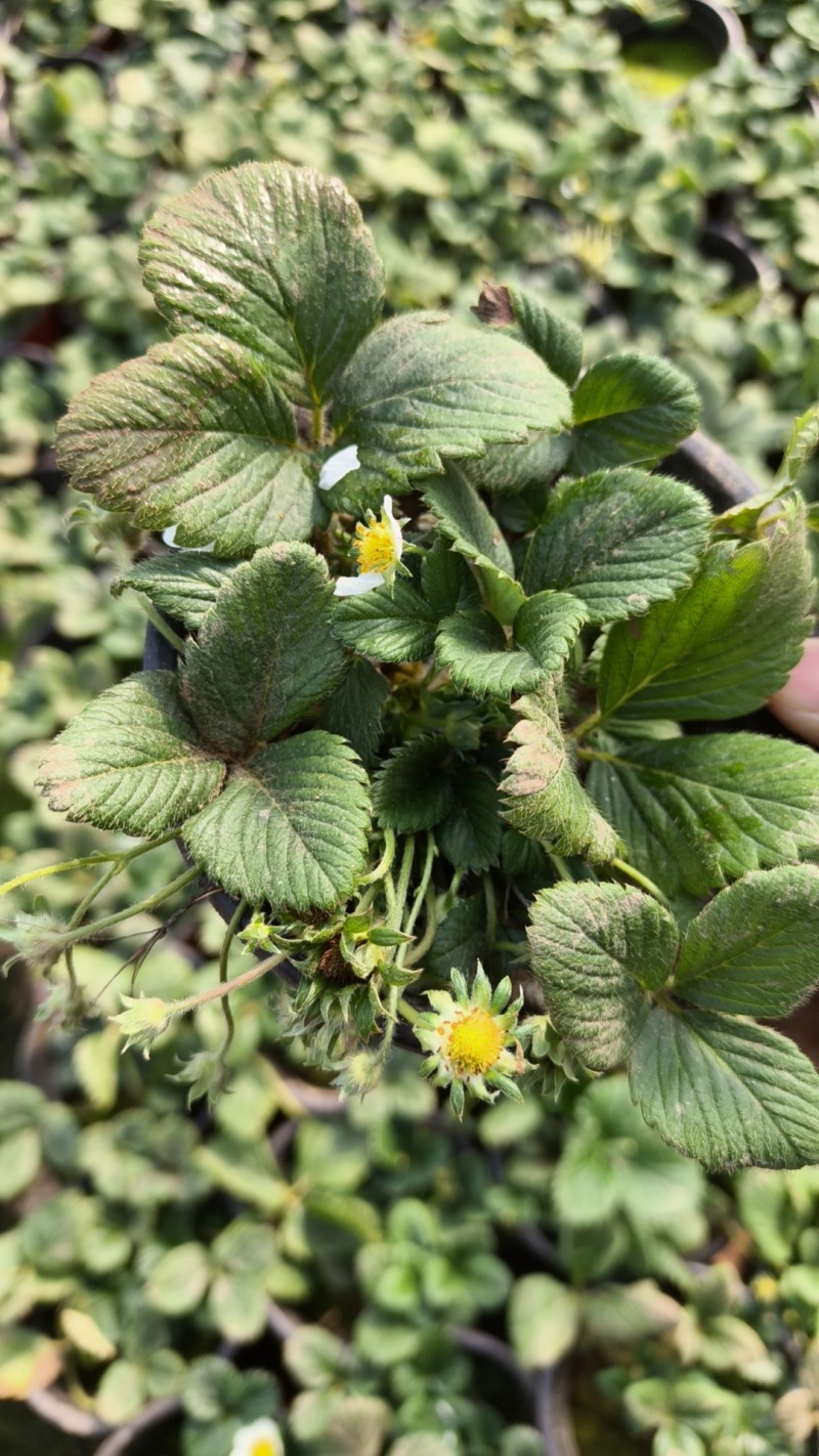 草莓奶莓盆苗品种草莓基地量大质优