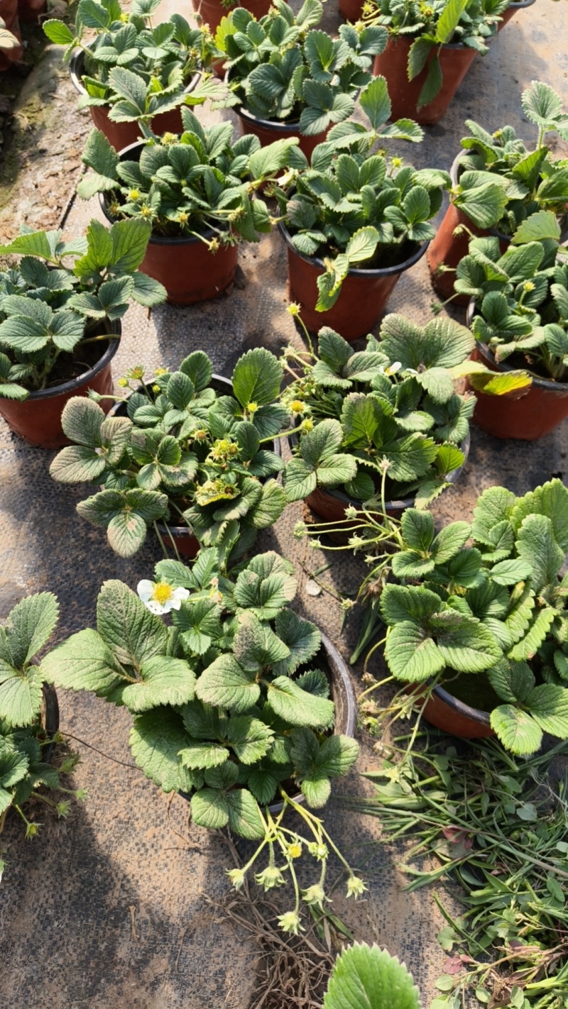 草莓奶莓盆苗品种草莓基地量大质优
