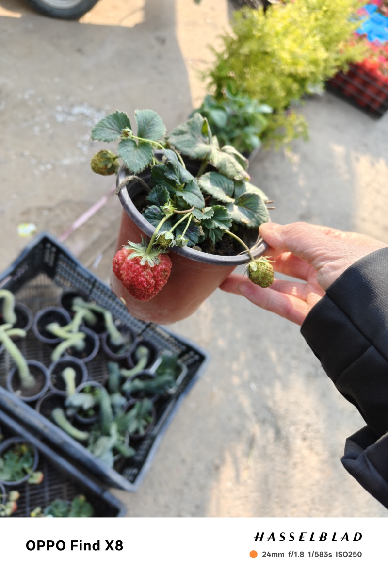 草莓奶莓盆苗品种草莓基地量大质优