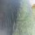 篦齿眼子菜