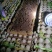 精品蟋蟀基地直发品质保证量大从优，一手货源欢迎联系