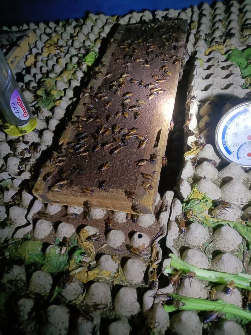 精品蟋蟀基地直发品质保证量大从优，一手货源欢迎联系